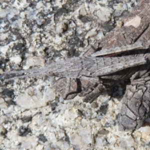 Coryphistes ruricola at Booth, ACT - 20 Sep 2022