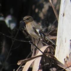 Petroica phoenicea (Flame Robin) at Booth, ACT - 20 Sep 2022 by Christine