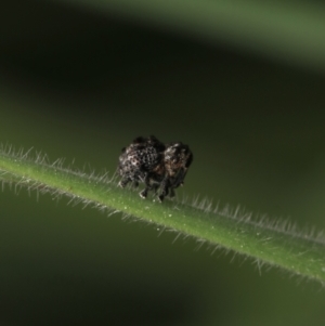 Haplonyx sp. (genus) at Murrumbateman, NSW - 21 Sep 2022