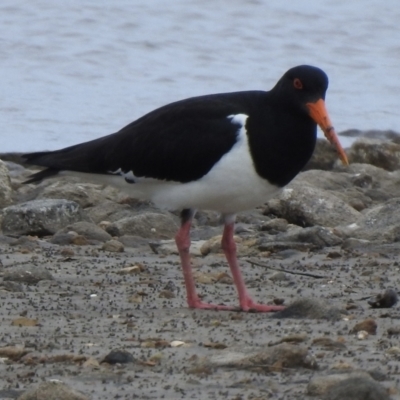 Haematopus longirostris (Australian Pied Oystercatcher) at Tarbuck Bay, NSW - 21 Sep 2022 by GlossyGal