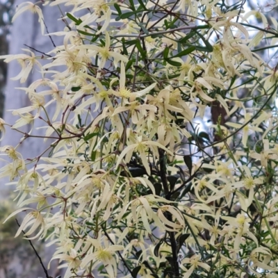 Clematis leptophylla (Small-leaf Clematis, Old Man's Beard) at Isaacs Ridge - 21 Sep 2022 by Mike