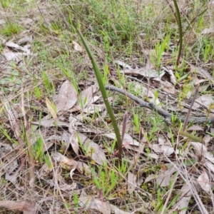 Thelymitra sp. at Jerrabomberra, ACT - suppressed