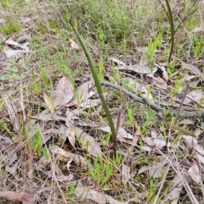 Thelymitra sp. (A Sun Orchid) at Jerrabomberra, ACT - 21 Sep 2022 by Mike