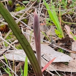 Thelymitra sp. at Jerrabomberra, ACT - 21 Sep 2022