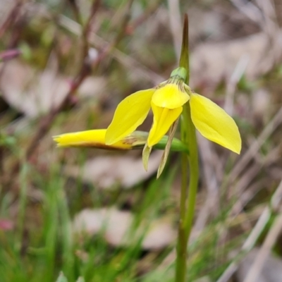 Diuris chryseopsis (Golden Moth) at Jerrabomberra, ACT - 21 Sep 2022 by Mike