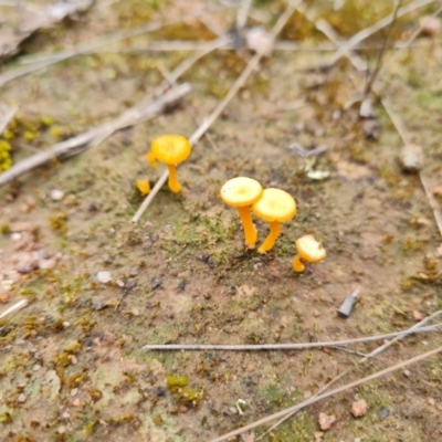 Lichenomphalia chromacea (Yellow Navel) at Isaacs Ridge - 21 Sep 2022 by Mike