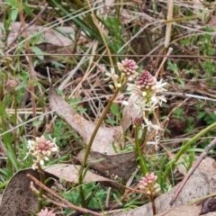 Stackhousia monogyna at Jerrabomberra, ACT - 21 Sep 2022 03:34 PM