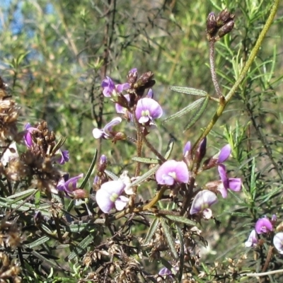 Glycine clandestina (Twining Glycine) at The Pinnacle - 19 Sep 2022 by sangio7