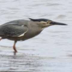 Butorides striata (Striated Heron) at Tarbuck Bay, NSW - 21 Sep 2022 by GlossyGal