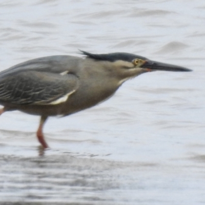 Butorides striata (Striated Heron) at Tarbuck Bay, NSW - 21 Sep 2022 by GlossyGal