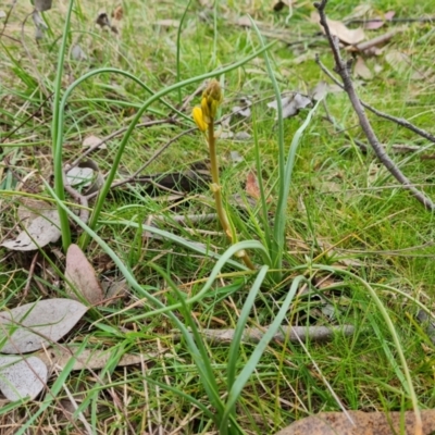Bulbine bulbosa (Golden Lily, Bulbine Lily) at Isaacs Ridge - 21 Sep 2022 by Mike