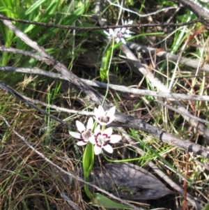 Wurmbea dioica subsp. dioica at Hawker, ACT - 20 Sep 2022