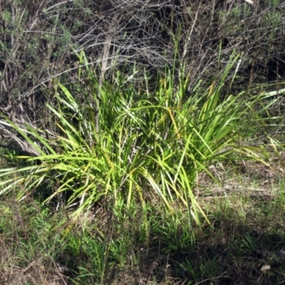 Lomandra longifolia (Spiny-headed Mat-rush, Honey Reed) at Hawker, ACT - 19 Sep 2022 by sangio7