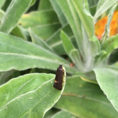 Leistomorpha brontoscopa (A concealer moth) at Aranda, ACT - 21 Sep 2022 by KMcCue
