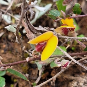 Bossiaea prostrata at Mitchell, ACT - 21 Sep 2022