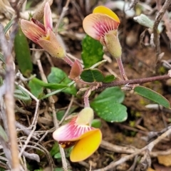 Bossiaea prostrata at Mitchell, ACT - 21 Sep 2022 03:54 PM