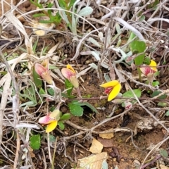 Bossiaea prostrata at Mitchell, ACT - 21 Sep 2022 03:54 PM