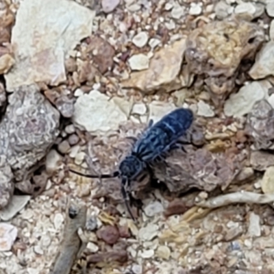 Collembola sp. (class) (Springtail) at Mitchell, ACT - 21 Sep 2022 by trevorpreston