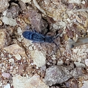 Collembola sp. (class) at Mitchell, ACT - 21 Sep 2022