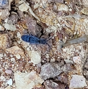 Collembola sp. (class) at Mitchell, ACT - 21 Sep 2022