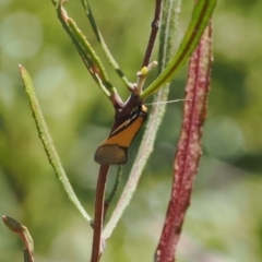 Philobota undescribed species near arabella (A concealer moth) at Booth, ACT - 20 Sep 2022 by RAllen