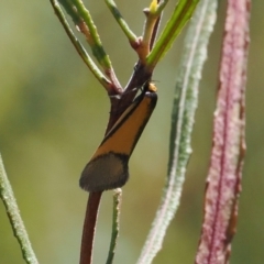 Philobota undescribed species near arabella at Booth, ACT - 20 Sep 2022