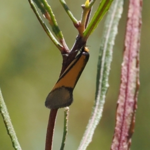 Philobota undescribed species near arabella at Booth, ACT - 20 Sep 2022