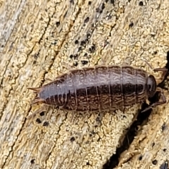 Philosciidae (family) (A terrestrial ispodod) at Mitchell, ACT - 21 Sep 2022 by trevorpreston