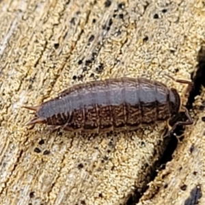 Philosciidae (family) at Mitchell, ACT - 21 Sep 2022