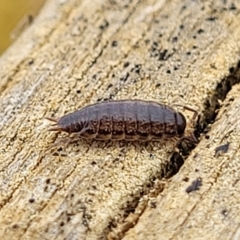 Philosciidae (family) at Mitchell, ACT - 21 Sep 2022