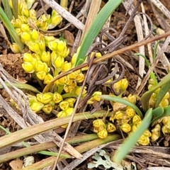 Lomandra bracteata at Mitchell, ACT - 21 Sep 2022 03:54 PM