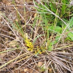 Lomandra bracteata at Mitchell, ACT - 21 Sep 2022 03:54 PM