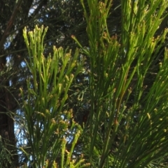 Exocarpos cupressiformis at Hawker, ACT - 20 Sep 2022