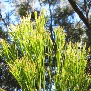 Exocarpos cupressiformis at Hawker, ACT - 20 Sep 2022