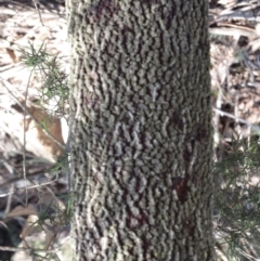 Exocarpos cupressiformis at Hawker, ACT - 20 Sep 2022