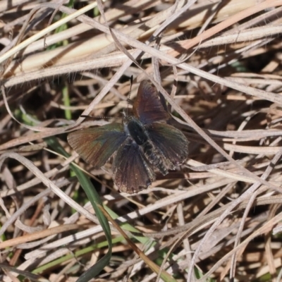 Paralucia crosbyi (Violet Copper Butterfly) at Booth, ACT - 20 Sep 2022 by RAllen