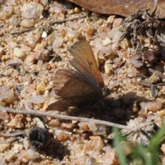 Paralucia crosbyi (Violet Copper Butterfly) at Booth, ACT - 20 Sep 2022 by RAllen