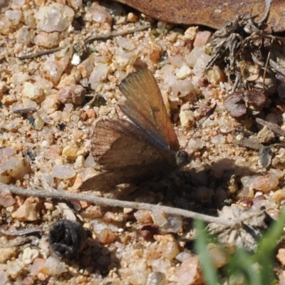 Paralucia spinifera (Bathurst or Purple Copper Butterfly) at suppressed - 20 Sep 2022 by RAllen