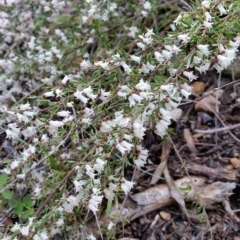 Cryptandra amara (Bitter Cryptandra) at Cook, ACT - 18 Sep 2022 by nolam