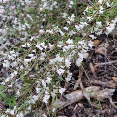 Cryptandra amara (Bitter Cryptandra) at Cook, ACT - 18 Sep 2022 by nolam