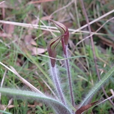 Caladenia actensis (Canberra Spider Orchid) at Hackett, ACT - 20 Sep 2022 by UserYYUcWrIf