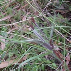 Caladenia actensis at suppressed - suppressed