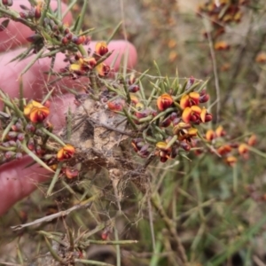 Daviesia genistifolia at Bungendore, NSW - 21 Sep 2022 01:46 PM