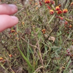 Daviesia genistifolia at Bungendore, NSW - 21 Sep 2022 01:46 PM