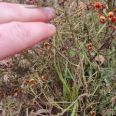 Daviesia genistifolia at Bungendore, NSW - 21 Sep 2022 01:46 PM