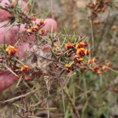 Daviesia genistifolia at Bungendore, NSW - 21 Sep 2022 01:46 PM