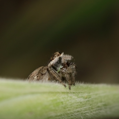 Maratus scutulatus (A jumping spider) at Murrumbateman, NSW - 21 Sep 2022 by amiessmacro