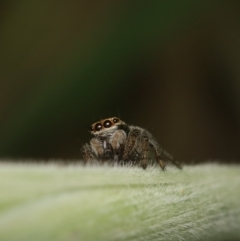 Maratus scutulatus at Murrumbateman, NSW - 21 Sep 2022 10:38 AM