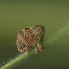 Cryptoplini sp. (tribe) (Weevil) at Murrumbateman, NSW - 21 Sep 2022 by amiessmacro