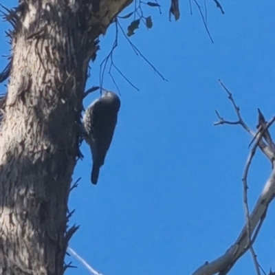 Cormobates leucophaea (White-throated Treecreeper) at Bungendore, NSW - 20 Sep 2022 by clarehoneydove